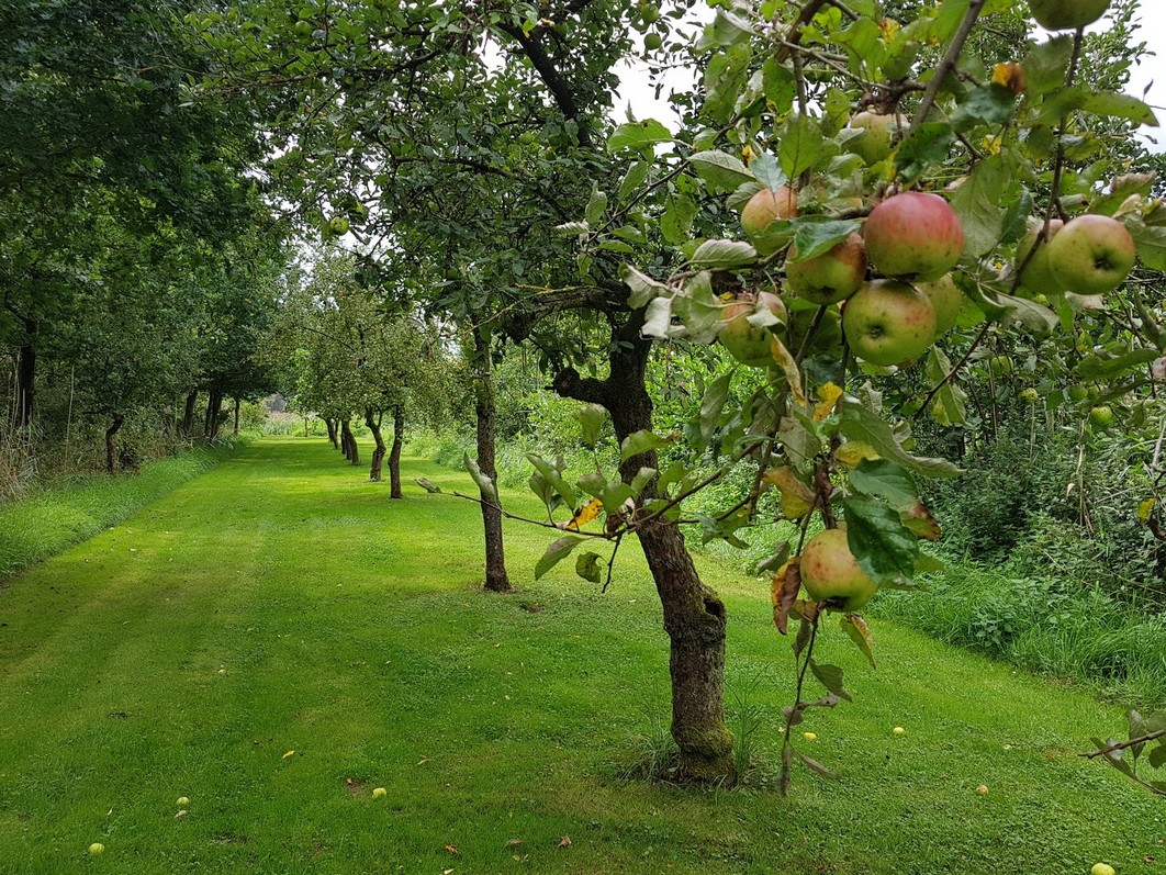 Appellaantje