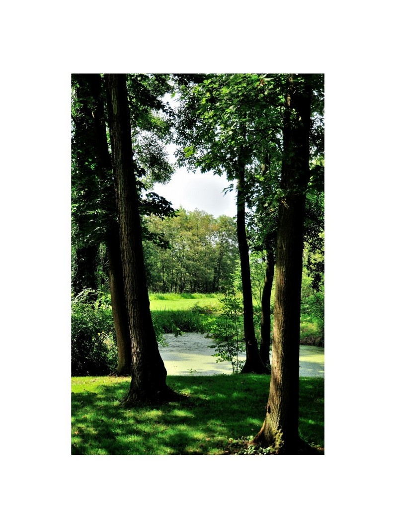 Uitzicht tussen bomen door