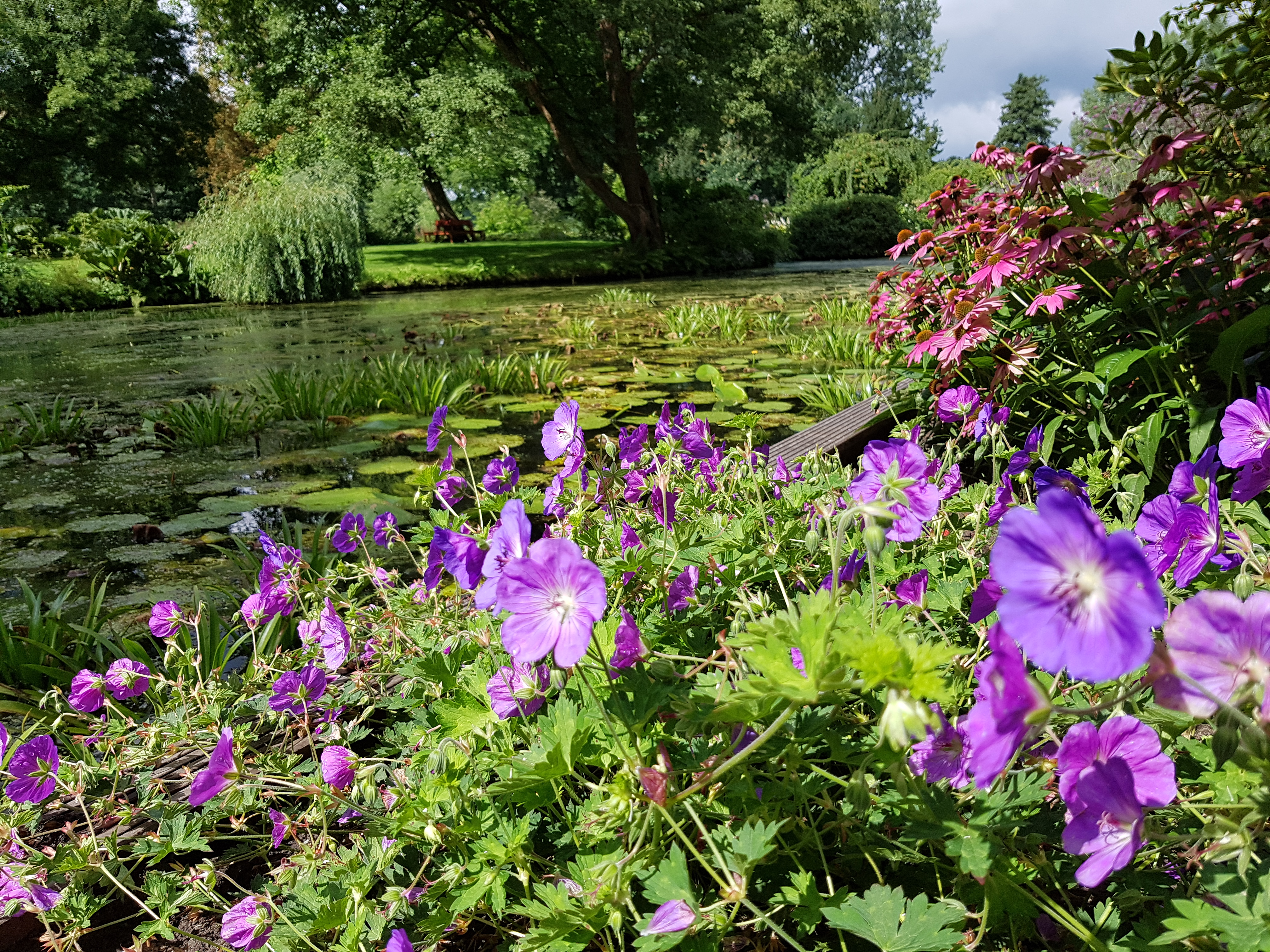 paarse bloemen