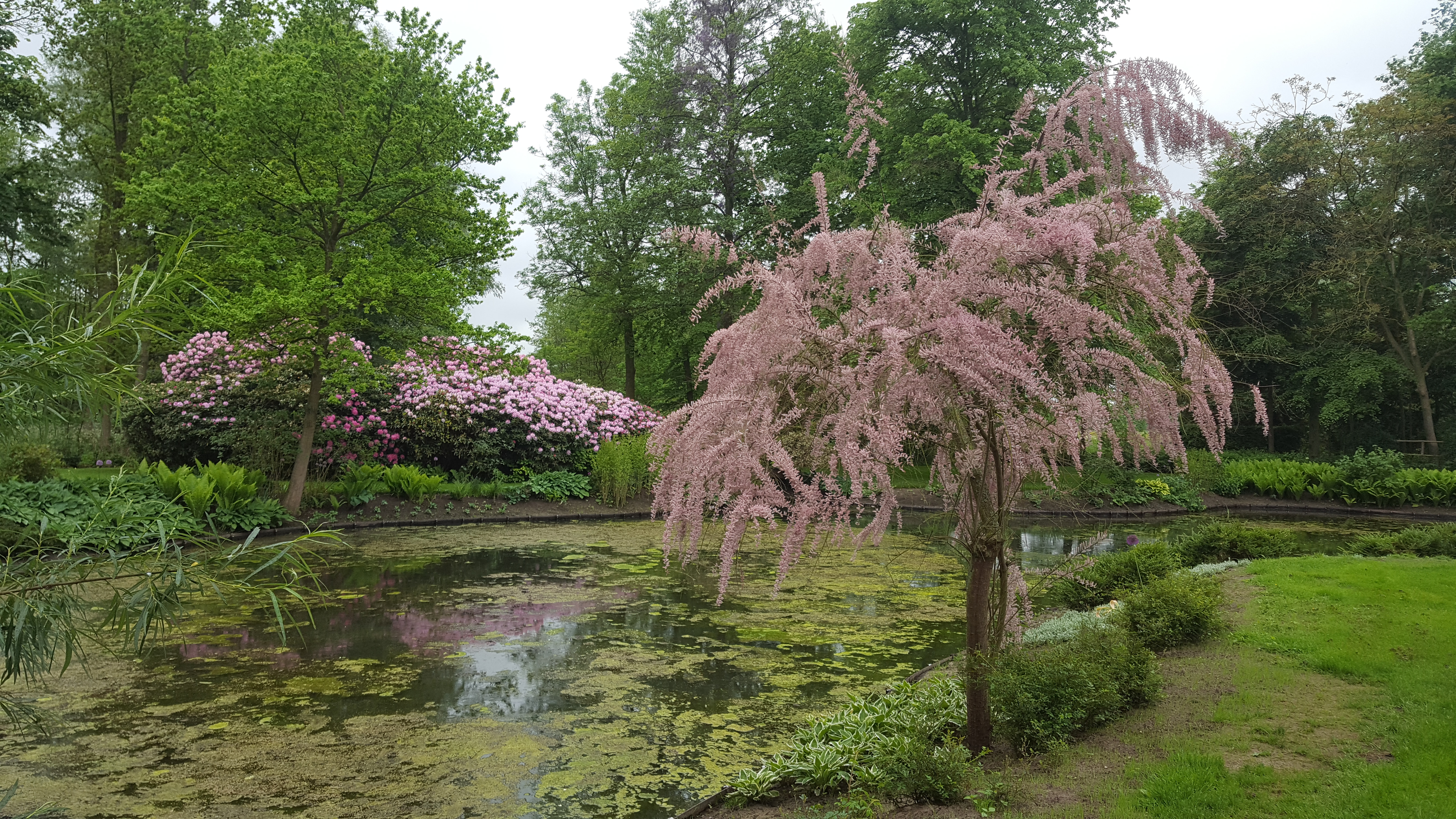 roze boom